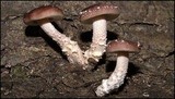 Lentinula edodes image