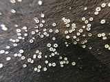 Stictis radiata image