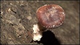 Lentinula edodes image