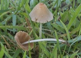 Conocybe apala image