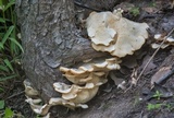 Favolus tenuiculus image