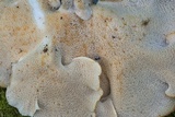 Favolus tenuiculus image