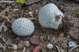 Lycoperdon curtisii image