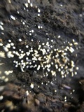 Henningsomyces candidus image