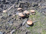 Pholiota highlandensis image