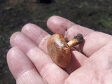 Pholiota highlandensis image