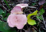 Lactarius lilacinus image