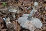 Amanita cinereoconia image