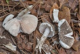 Amanita cinereoconia image