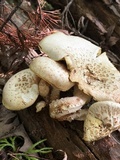 Neolentinus lepideus image
