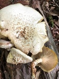 Neolentinus lepideus image