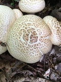 Neolentinus lepideus image