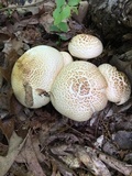 Neolentinus lepideus image