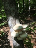Pleurotus pulmonarius image