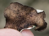 Dermatocarpon muhlenbergii image