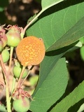 Gymnosporangium libocedri image