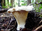 Cantharellus subalbidus image
