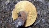 Lactarius corrugis image