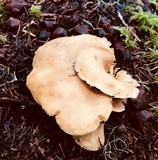 Osteina obducta image