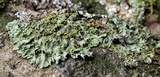 Phaeophyscia adiastola image