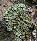 Phaeophyscia adiastola image