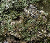 Phaeophyscia adiastola image
