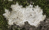 Aspicilia laevata image