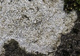 Aspicilia laevata image