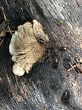 Lentinellus castoreus image