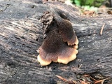 Lentinellus castoreus image