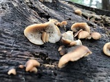 Lentinellus castoreus image
