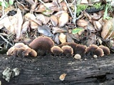 Lentinellus castoreus image