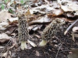 Morchella americana image