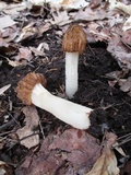 Morchella punctipes image
