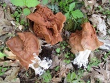 Gyromitra brunnea image