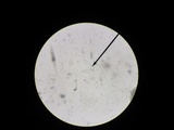 Gyromitra brunnea image