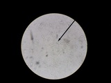 Gyromitra brunnea image