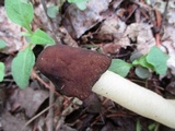 Verpa conica image