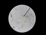 Verpa conica image