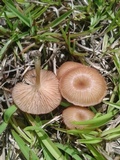 Entoloma umbiliciforme image