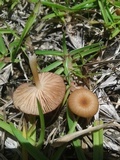 Entoloma umbiliciforme image