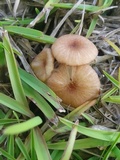 Entoloma umbiliciforme image