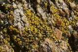 Candelariella rosulans image