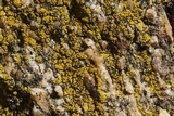 Candelariella rosulans image