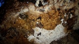 Fomitopsis mounceae image