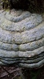 Fomitopsis mounceae image