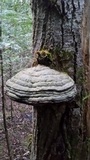 Fomitopsis mounceae image
