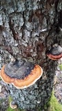 Fomitopsis mounceae image