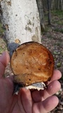 Ischnoderma benzoinum image