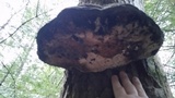 Fomitopsis mounceae image